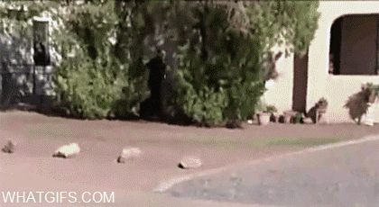 funny-gifs-police-officer-use-tackle.gif